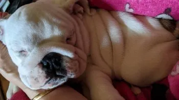 どんぐりママ 様のお迎えした子犬