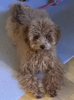 jisbreeder 様のお迎えした子犬