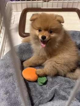 あめり 様のお迎えした子犬