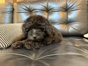 H.T 様のお迎えした子犬
