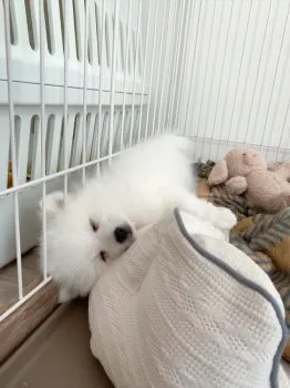 できちっち 様のお迎えした子犬