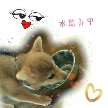 山下結花 様のお迎えした子犬