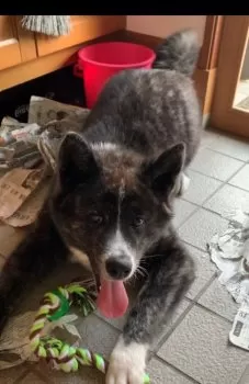 Y.M 様のお迎えした子犬