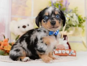 S.O 様のお迎えした子犬