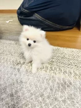 T.H 様のお迎えした子犬