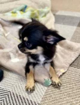 ヒロチョコ3 様のお迎えした子犬