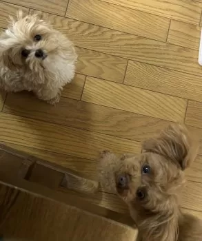 桜 様のお迎えした子犬