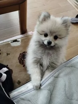 ルッチャン 様のお迎えした子犬