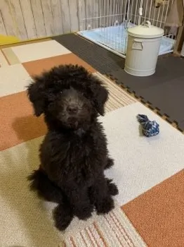 トト 様のお迎えした子犬