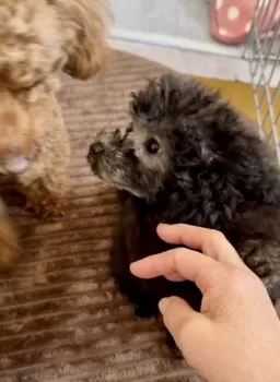 K.S 様のお迎えした子犬
