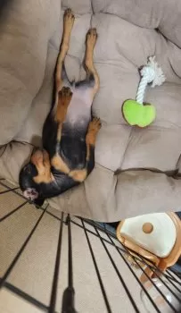 R.S 様のお迎えした子犬