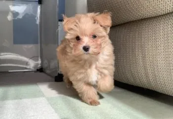 モコママ 様のお迎えした子犬