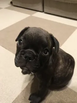 neo415 様のお迎えした子犬