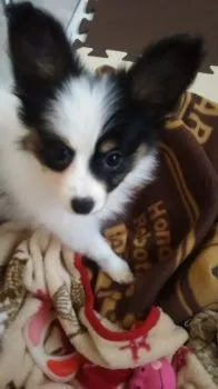 すいちゃん 様のお迎えした子犬