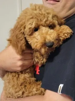 M.S 様のお迎えした子犬