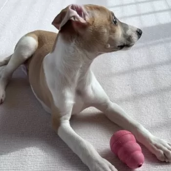 O.E 様のお迎えした子犬