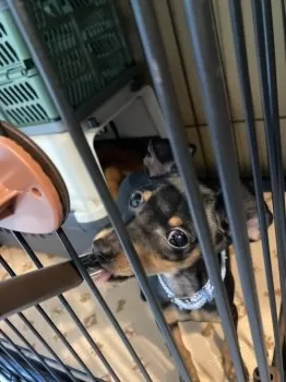 ゆず 様のお迎えした子犬