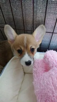 ゴンチチ 様のお迎えした子犬