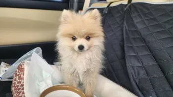 daiking 様のお迎えした子犬