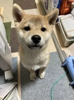 よう 様のお迎えした子犬