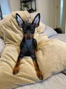 H.K 様のお迎えした子犬