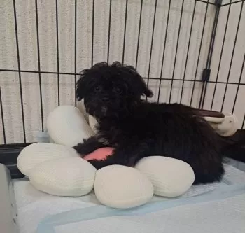 さー 様のお迎えした子犬