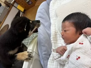 愛犬なつ 様のお迎えした子犬