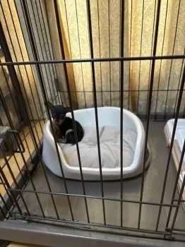 ちゃぁちゃん 様のお迎えした子犬