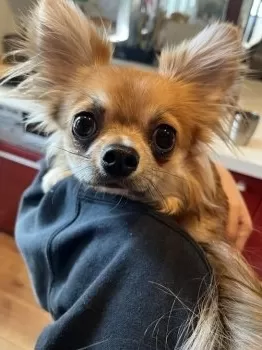 エリへ 様のお迎えした子犬