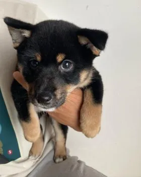 kio 様のお迎えした子犬