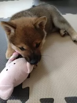YO 様のお迎えした子犬