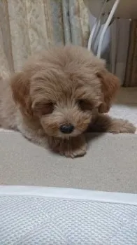 そら 様のお迎えした子犬