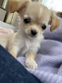 マロンママ 様のお迎えした子犬