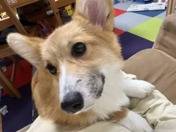 ヒーサンハント 様のお迎えした子犬