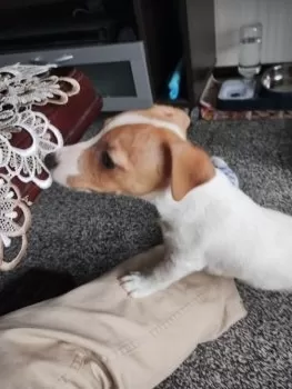 T.Y 様のお迎えした子犬
