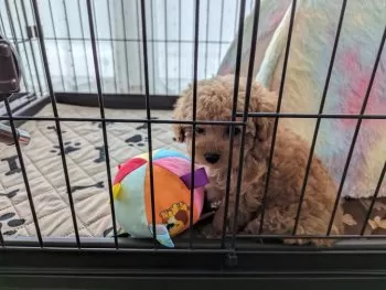 かな 様のお迎えした子犬