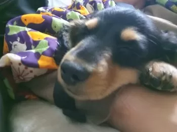 みこママ 様のお迎えした子犬