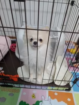 T.S 様のお迎えした子犬