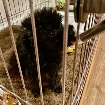 K.S 様のお迎えした子犬
