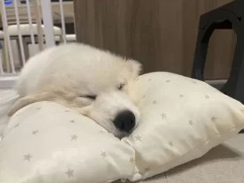 A.K 様のお迎えした子犬