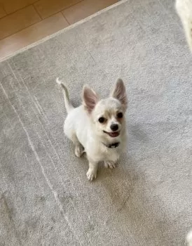 K.A 様のお迎えした子犬