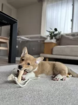 K.E 様のお迎えした子犬