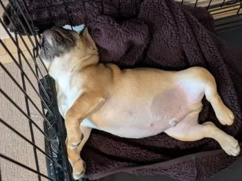 あかね 様のお迎えした子犬