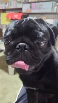茶男 様のお迎えした子犬