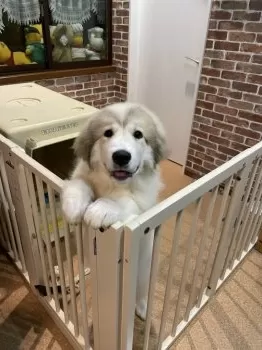 Y.O 様のお迎えした子犬