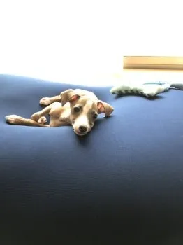 イリー 様のお迎えした子犬