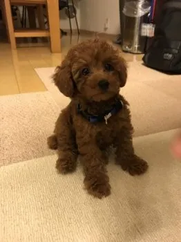 T.I 様のお迎えした子犬