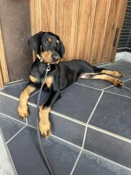 M.O 様のお迎えした子犬