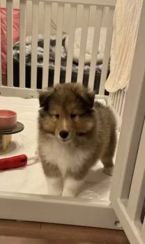 なかやん 様のお迎えした子犬