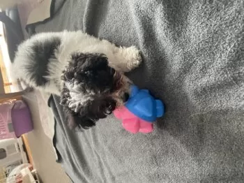 A.N 様のお迎えした子犬